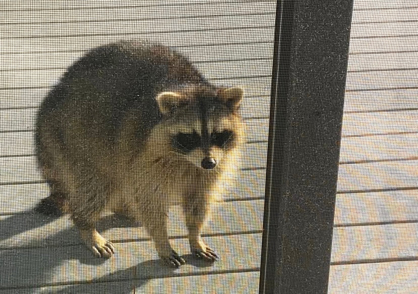 Marty- Rainy Raccoon Handprinted T-Shirt